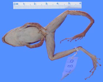 Media type: image; Herpetology A-9879